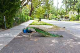 Peacock 2