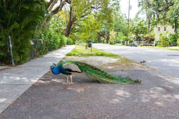 Peacock 2